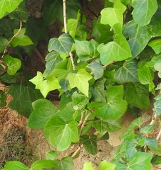 Hedera helix