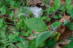 Puccinia symphyti-bromorum