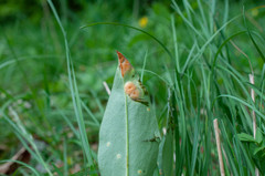 Puccinia symphyti-bromorum