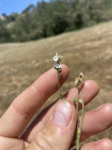 iNaturalist observation photo of Rusty Popcornflower