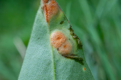Puccinia symphyti-bromorum