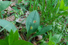 Puccinia symphyti-bromorum