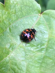 Harmonia axyridis