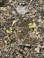 Lomatium triternatum
