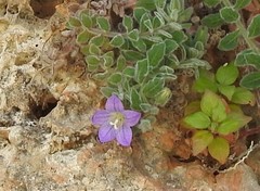 Campanula mollis