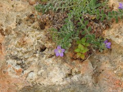 Campanula mollis
