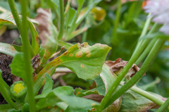 Puccinia obscura