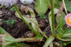 Puccinia obscura