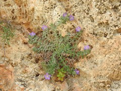 Campanula mollis