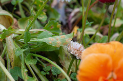Puccinia obscura