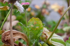 Puccinia obscura