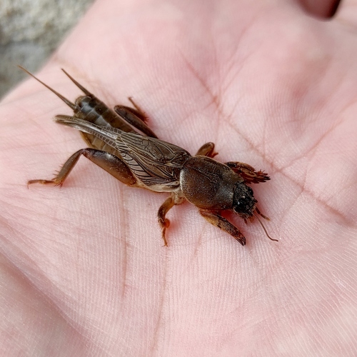 Gryllotalpa hirsuta · iNaturalist