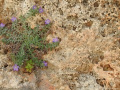 Campanula mollis