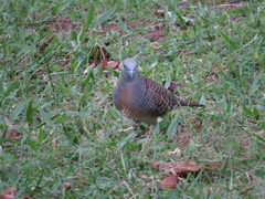 Geopelia striata