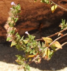 Micromeria graeca