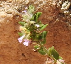 Micromeria graeca