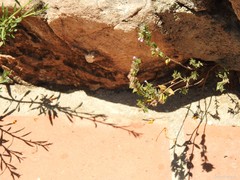 Micromeria graeca