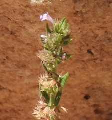 Micromeria graeca