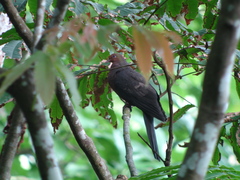 Macropygia tenuirostris