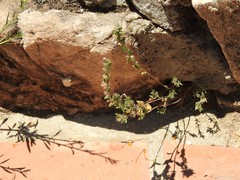 Micromeria graeca