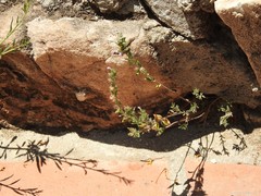 Micromeria graeca