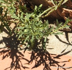 Angiospermae