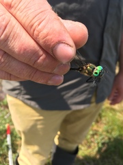 Somatochlora semicircularis