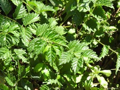 Angiospermae