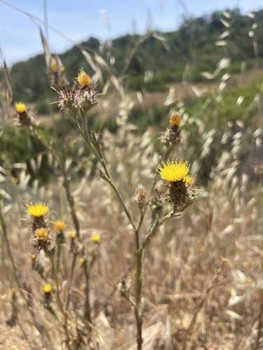 iNaturalist observation photo of Maltese star-thistle