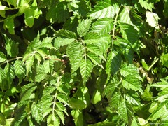 Angiospermae