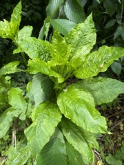 Pokeweed mosaic virus