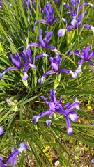Iris sintenisii