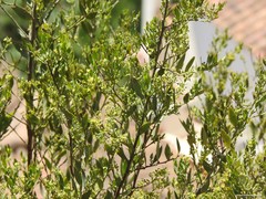 Olea europaea