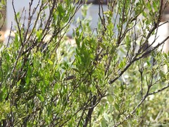 Olea europaea