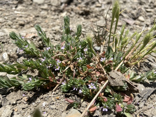 iNaturalist observation photo of Hyssop Loosestrife