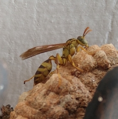 Mischocyttarus basimacula