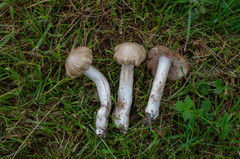 Entoloma clypeatum