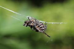 Cyclosa octotuberculata
