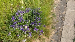 Iris sintenisii