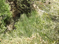 Ephedra fragilis
