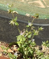 Campanula erinus