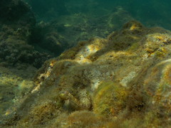 Microlipophrys canevae