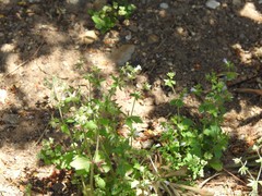 Campanula erinus