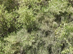 Olea europaea