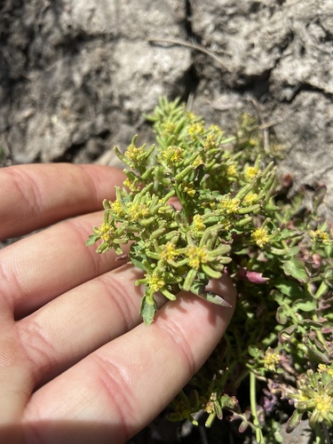 iNaturalist observation photo of Bog Yellowcress