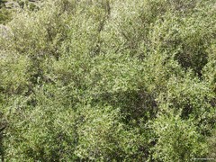 Olea europaea