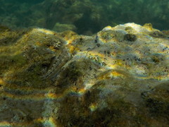 Microlipophrys canevae