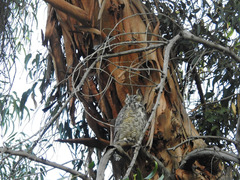 Bubo virginianus