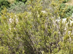 Olea europaea