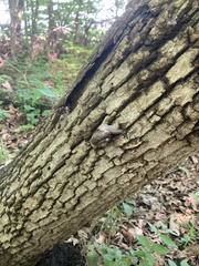 Webbhelix multilineata